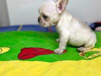 Irk garantili renkli gözlü french bulldog yavrular