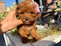 Aşılı toy poodle yavrularımız kampanya