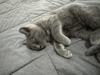 Kedimiz 3 aylık british shorthair