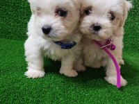 Maltese terrier bebekler