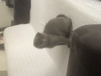 3 aylık erkek scottish fold