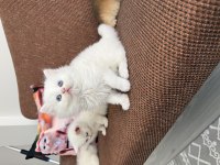 Efsane güzellikte üst kalite bebek kediler