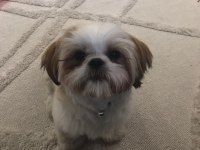 DİŞİ Shih-Tzu (Şitsu) LİYA