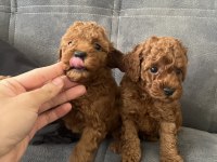 Orjinal Kore Teacup Redbrown Toy Poodle