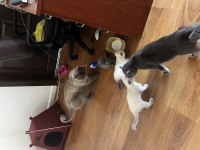 30 haziran doğumlu blue point british shorthair yavrular
