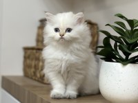 Pamuk gibi British longhair yavru