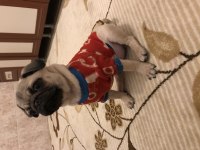 Pug Kızıma Sıcak Aile Arıyorum
