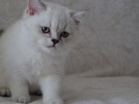 Blue point dişi british shorthair yavrularımız