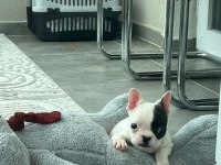 French bulldog bebek