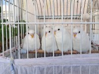 Albino Ve Lacewing Özel Mutasyon Yerli Muhabbet Kuşlar