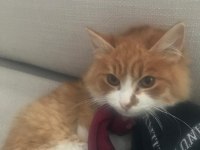 Çok sevdiğimiz kedimizi sahiplendirmek istiyoruz