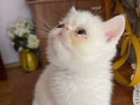 EXOTIC SHORTHAIR ERKEK 