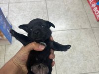 Minyatür pinscher yavrularımız sahiplendirilecek