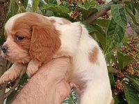 Cavalier king Charles yavruları
