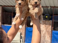Maltipoo f2 poodle suratlı bebişler