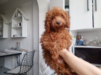 4 Aylık Dişi Poodle