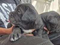 Cane Corso Yavruları