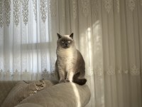 Sevecen Akıllı Kedimiz