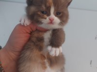 Dişi Chocolate Calico British Shorthair