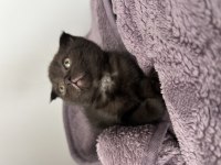 2 aylık scottish fold yavrular