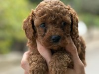 Tatlı toy poodle bebeklerim