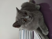 4.5 aylık dişi british shorthair
