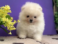 Show kalite sçr li pomeranian boo yavrularımız