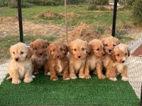 Renk Güzeli Maltipoo Yavrular