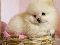 Ayı Surat Pomeranian Yavrular