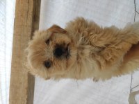 Maltipoo Irk ve sağlık garantili uygun yavrular