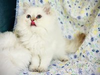 British shorthair ve longhair safkan yavrular