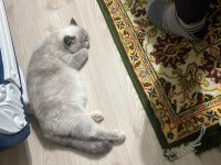 Eş Exotic Shorthair Kediler