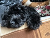 Black maltipoo