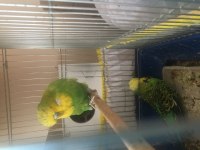 Show jumbo muhabbet kuşu