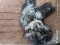 5 aylık british shorthair