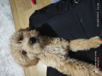 10 Aralık doğumlu 3 aylık dişi çipli karneli maltipoo