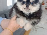Pomeranian boo 2 aylık köpeğimiz