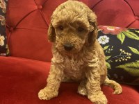 Red Toy Poodle yavrularımız