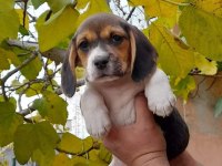 Neden mi Beagle Açıklamayı Okuyun Lütfen