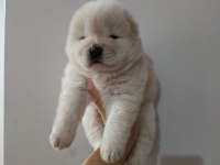 Çin aslanı yavru köpeğimiz