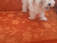 10 aylık tuvalet eğitimli dişi maltese