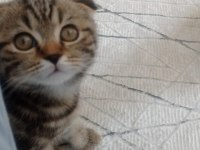 Scottish fold 3 aylık yavru
