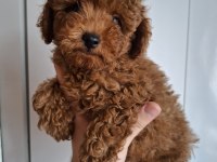 Yavru erkek toy poodle