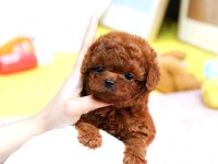TOY POODLE YAVRULARIM