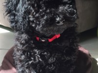 YAVRU TOY POODLE BEBEKLER