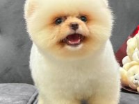 Pomeranian boo köpekler