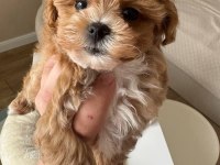 Kore Maltipoo