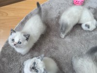 British shorthair blue point safkan bebekler