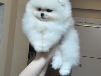 MİNİ BOY ORİJİNAL IRK POMERANİAN BOO DİŞİ