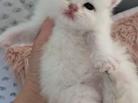 Silver ns11 dişi full şecereli british shorthair